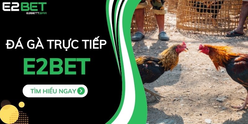 Đá Gà Trực Tiếp - Hình Thức Xem Đá Gà Mới Được Ưa Chuộng